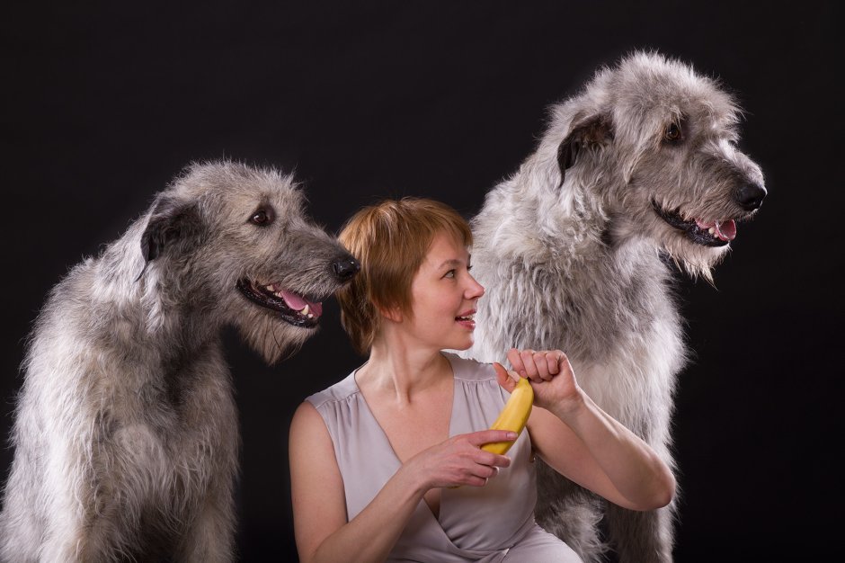 Баварский волкодав