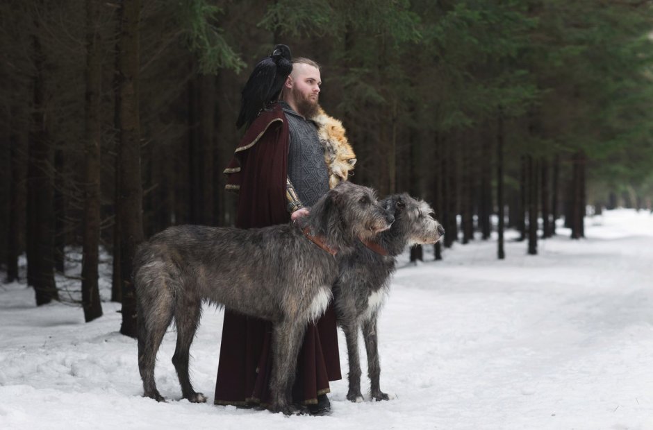 Ирландский волкодав и дети