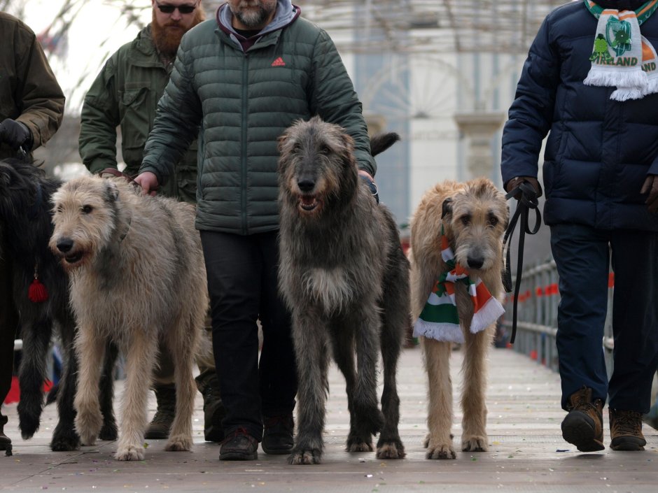 Баварский волкодав