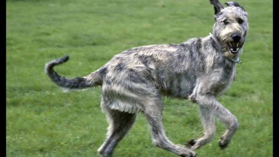 Большой ирландский волкодав