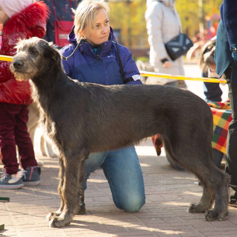 Ирландский борзой волкодав