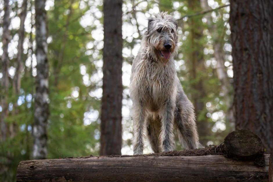 Ирландский волкодав Гоша Карелия