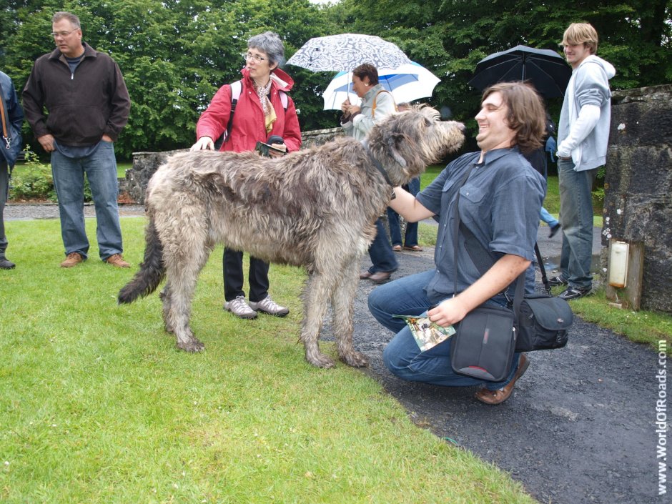 Ирландский волкодав плавает