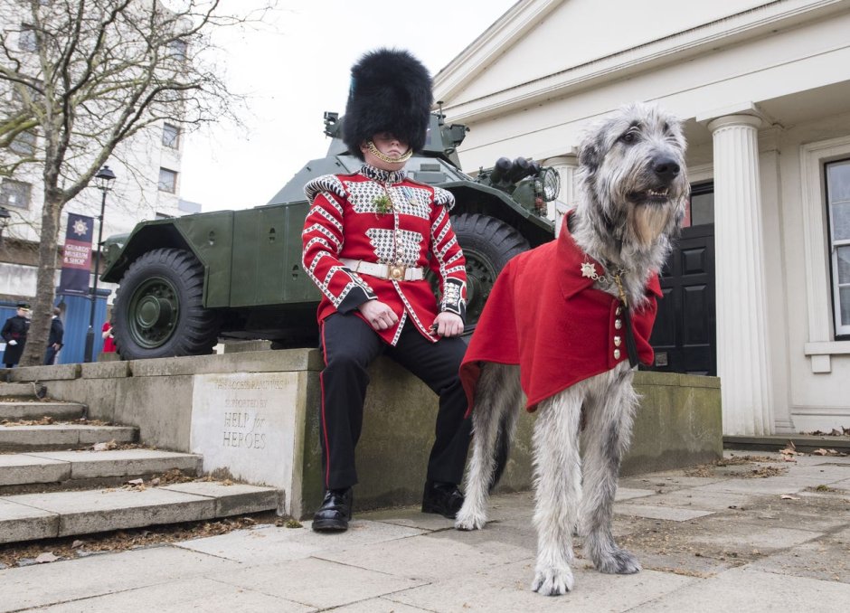 Ирландский волкодав и чихуахуа