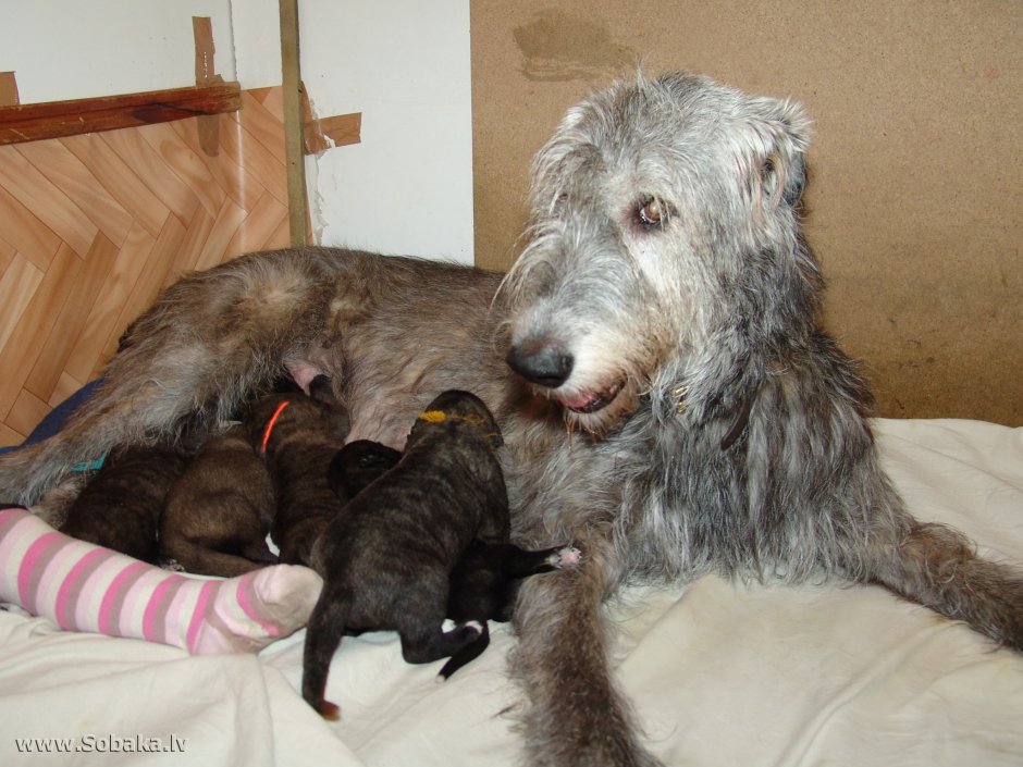 Ирландский волкодав Гвардеец