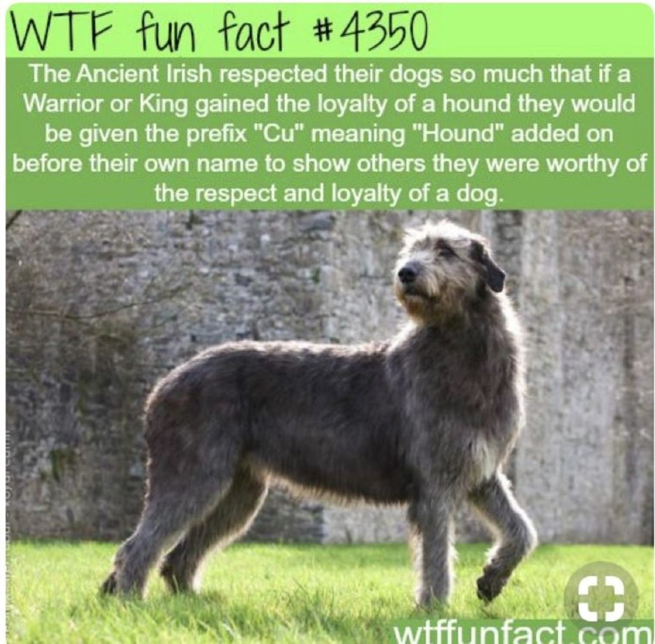 Ирландский волкодав пудель