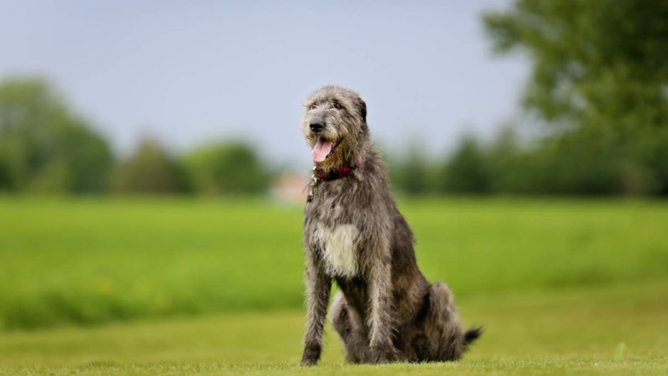 Ирландский волкодав окрасы