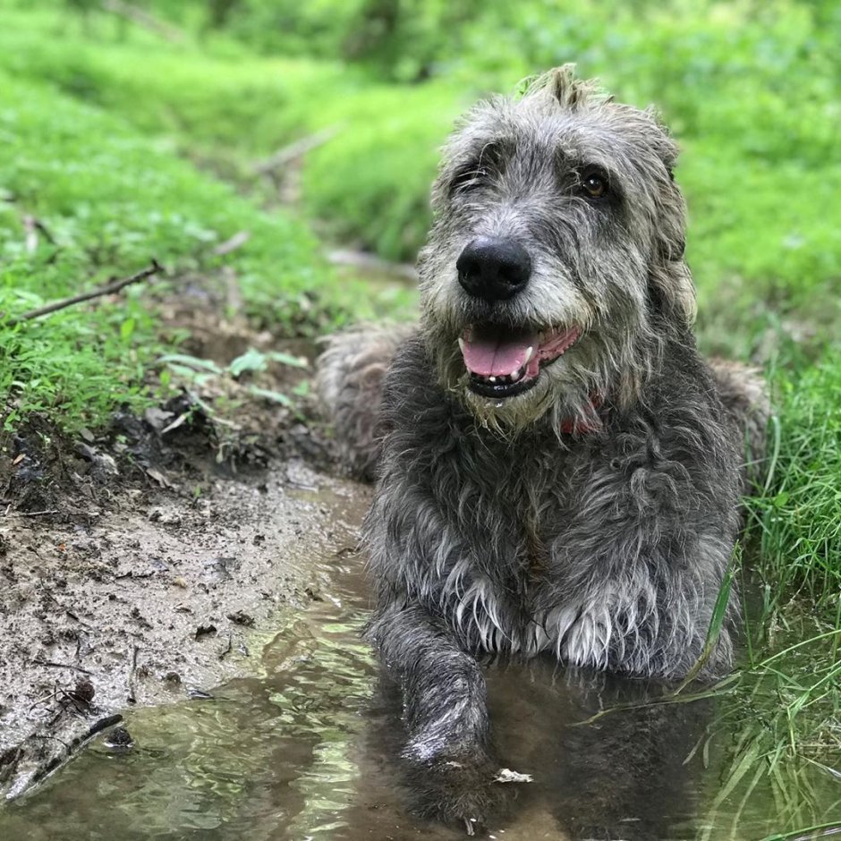 Дирхаунд Шотландская Оленья борзая