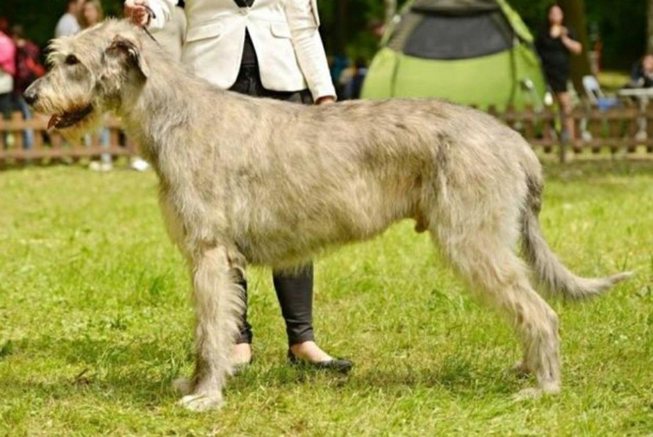 Ирландский волкодав в груминге