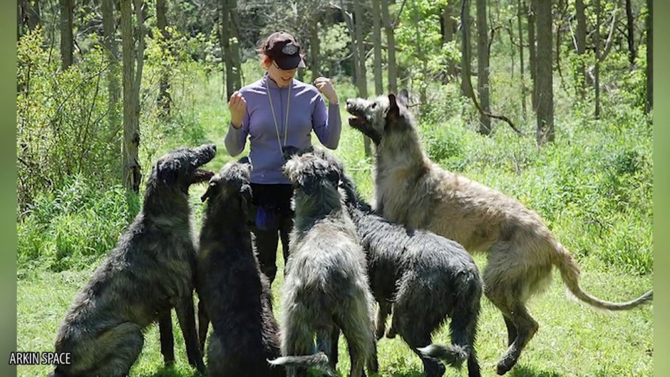 Волкособ Юки