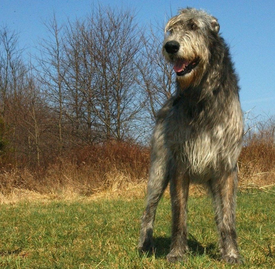 Ирландский волкодав белый