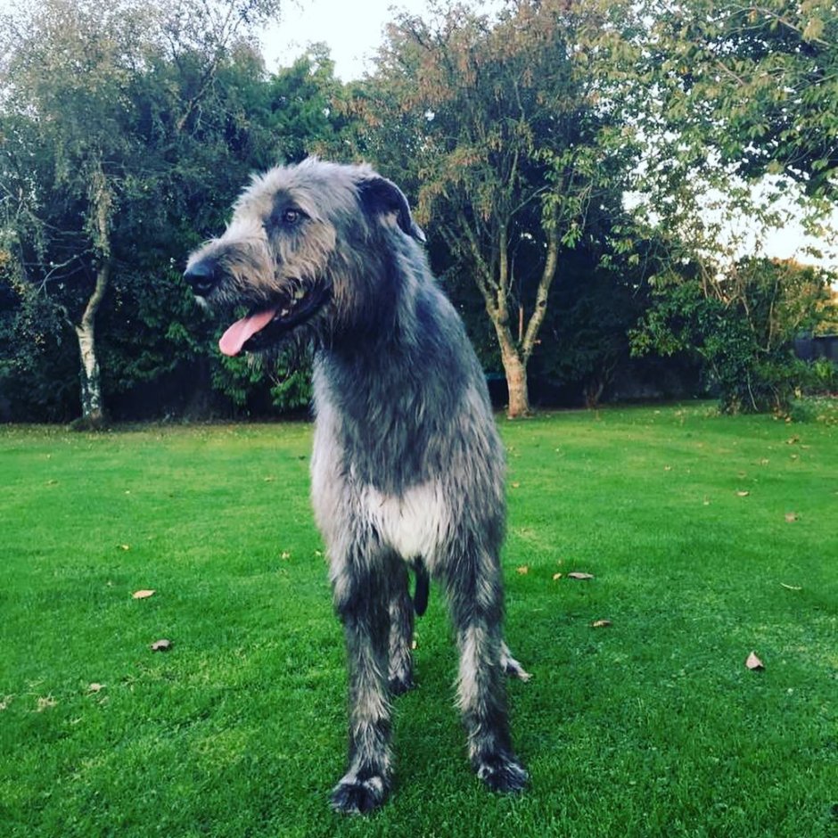 Волкодав порода