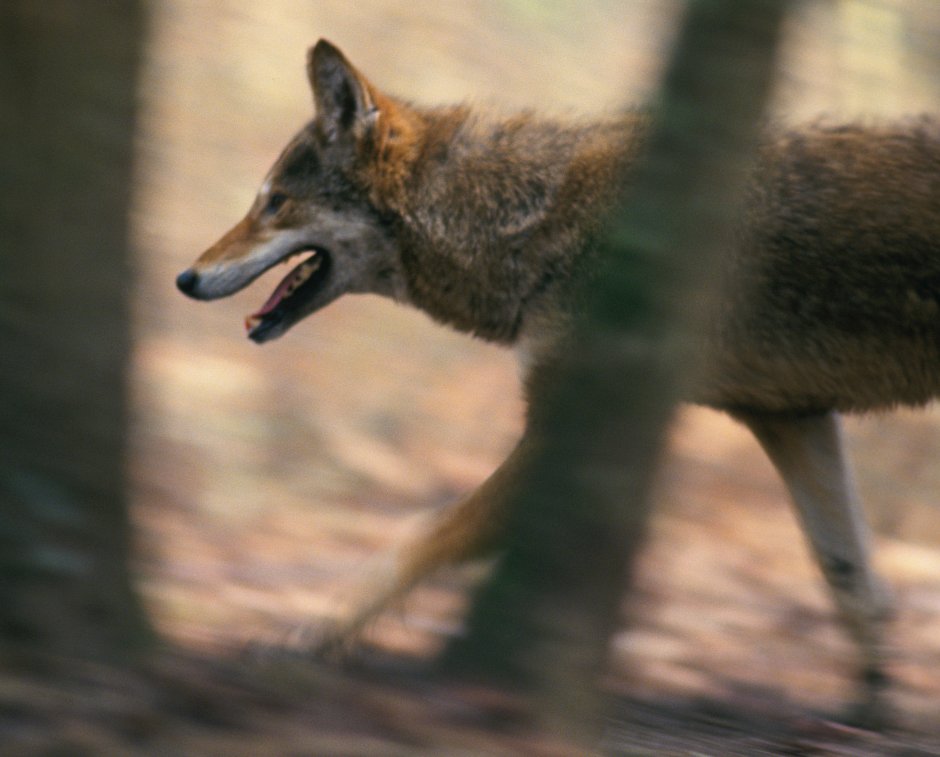 Луговой волк canis Latrans