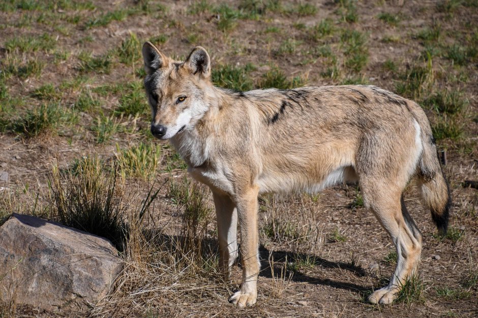 Луговой волк canis Latrans