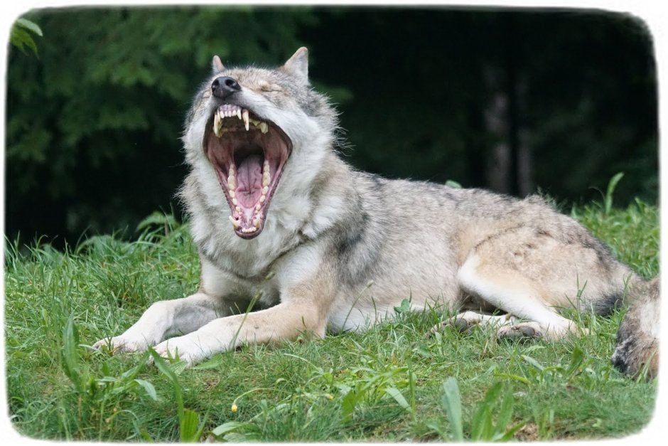 Фильм Coywolf