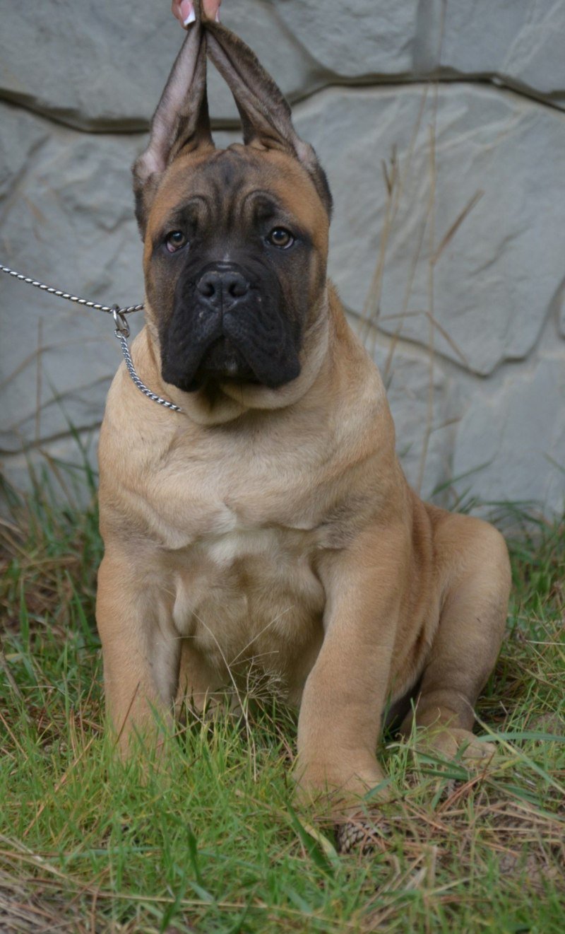 Кане Корсо рыжий