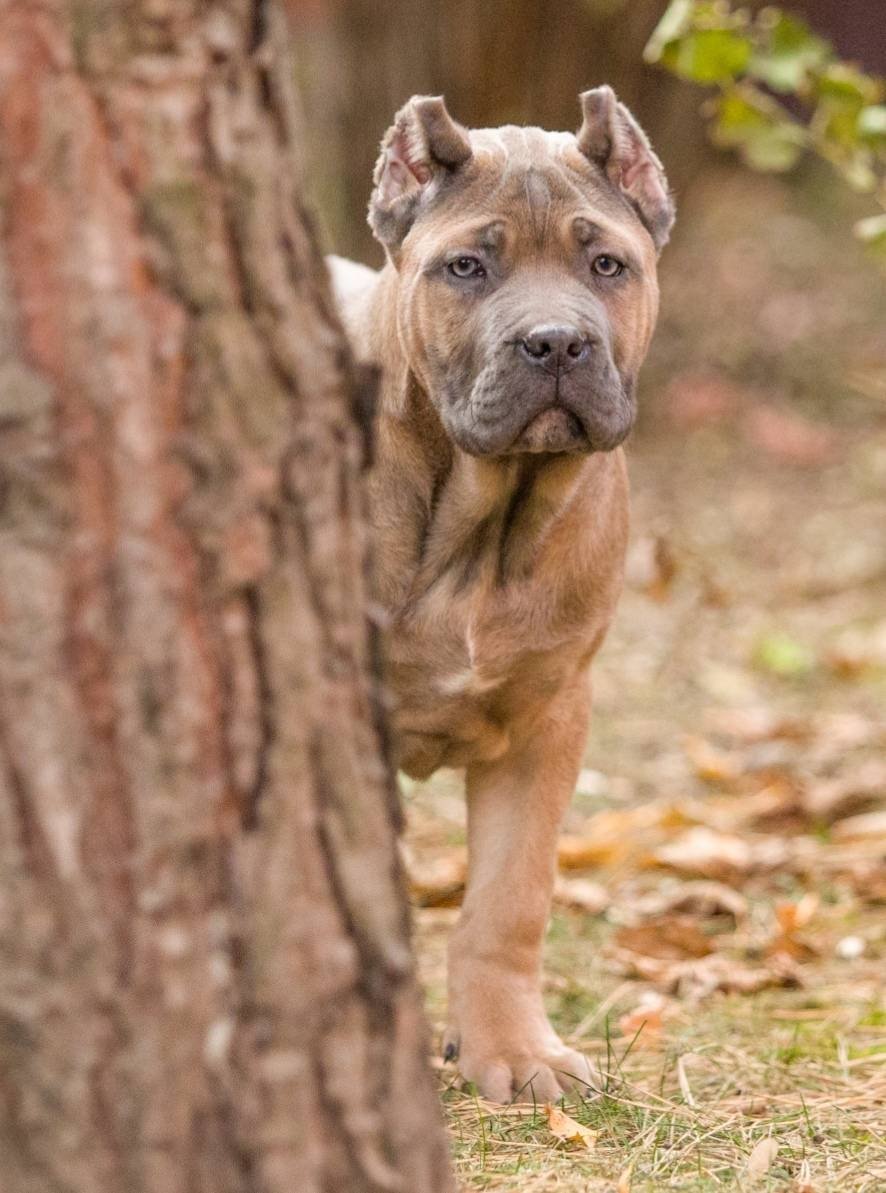 Кане Корсо тигровый