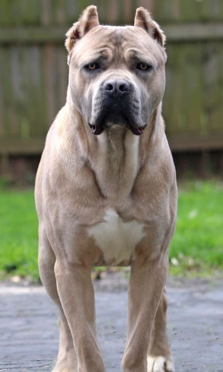 Кане Корсо щенок 2 мес палевый