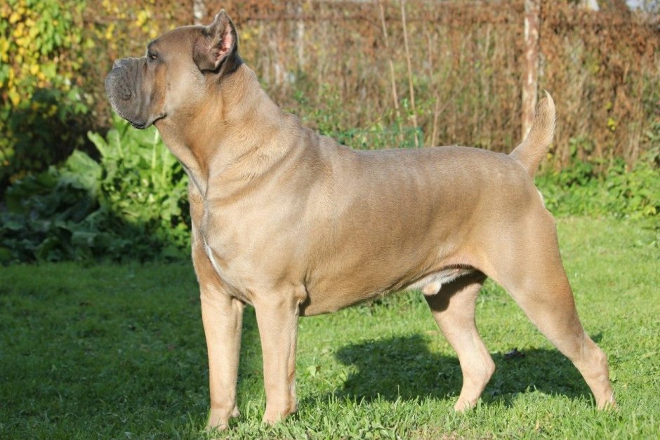 Кане Корсо палевый