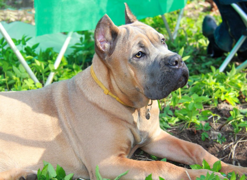 Кане Корсо рыжий