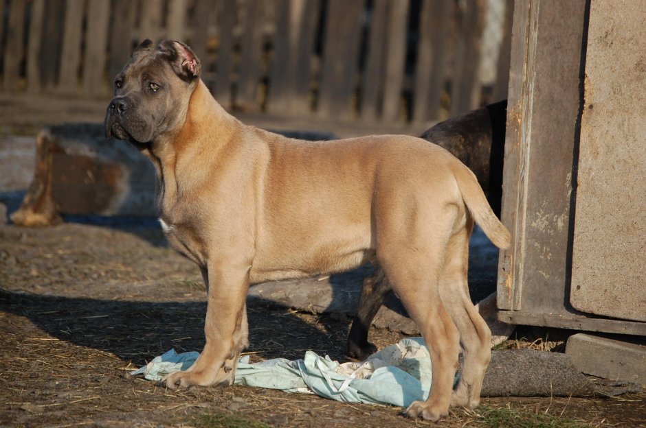 Кане Корсо окрас форментино