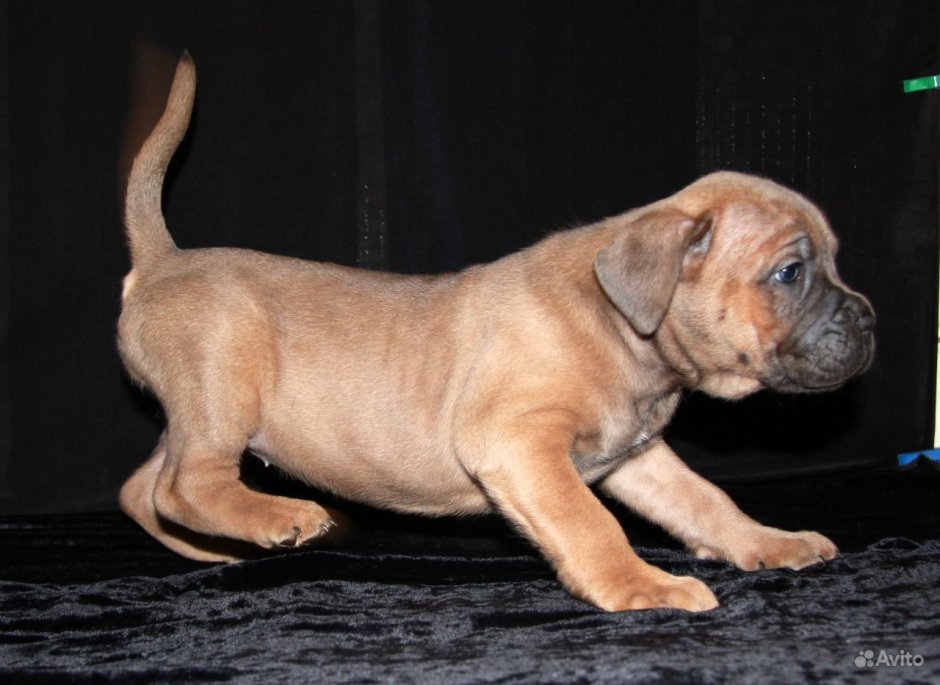 Кане Корсо окрас форментино