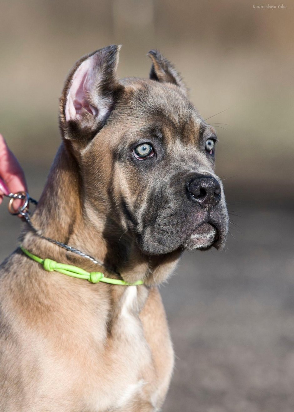 Корсо форментино