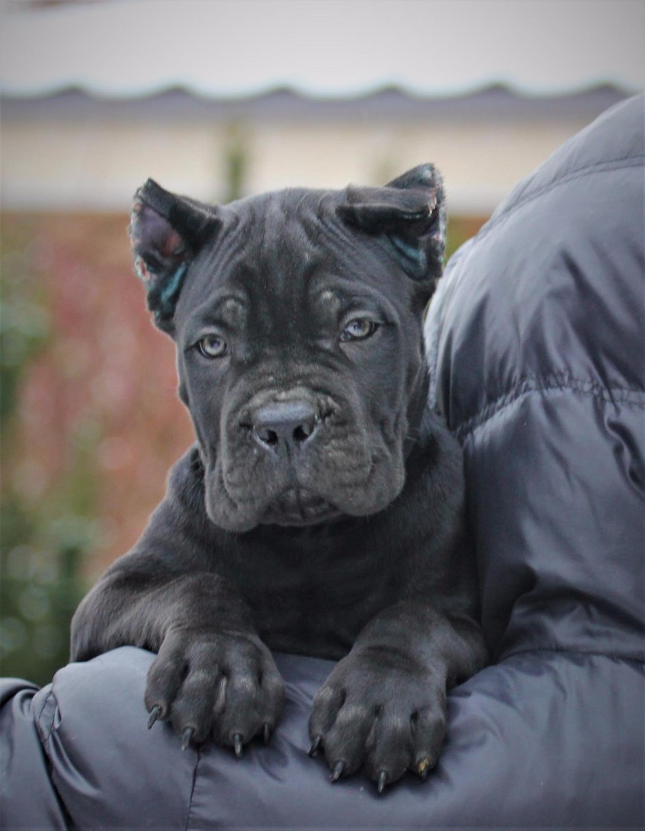 Кане Корсо форментино