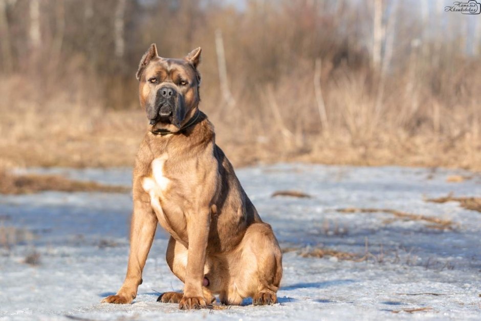 Корсо форментино