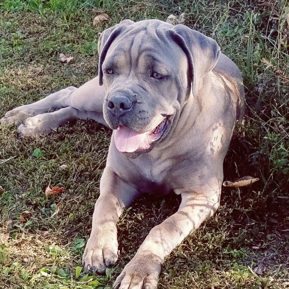 Кане Корсо форментино