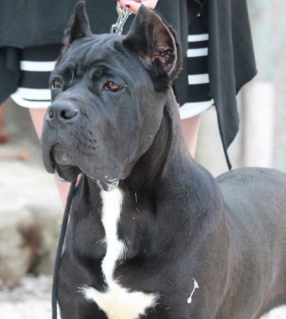 Кане Корсо окрас форментино купить