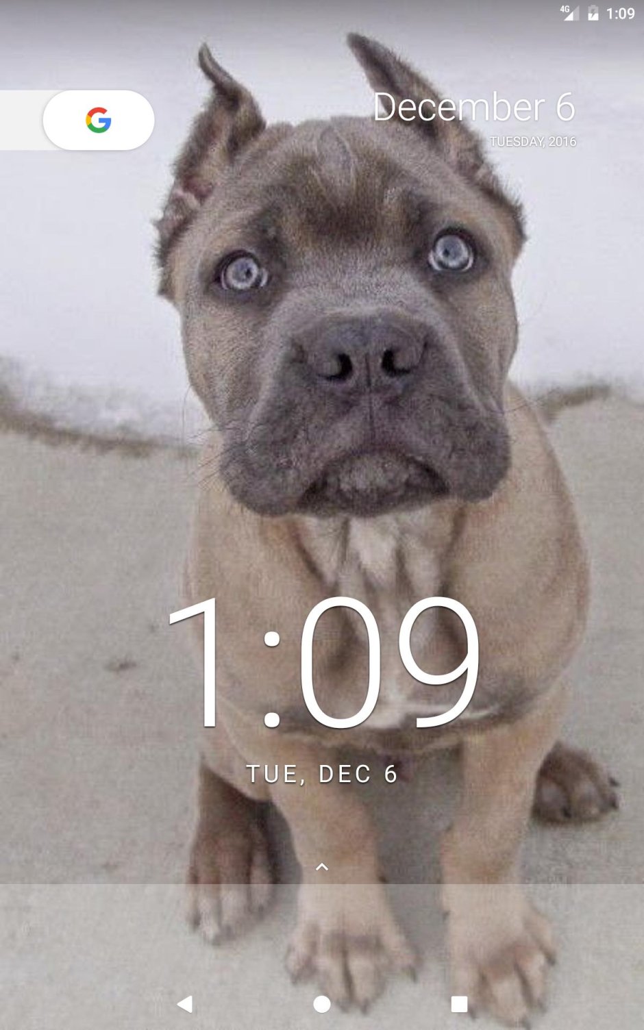 Cane Corso for sale Phoenix