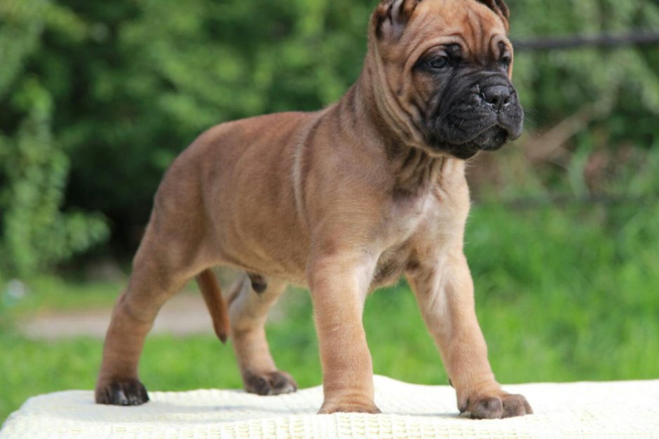 Кане-Корсо рыжий с ушами