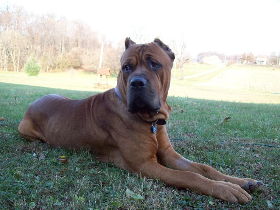 Кане Корсо некупированный