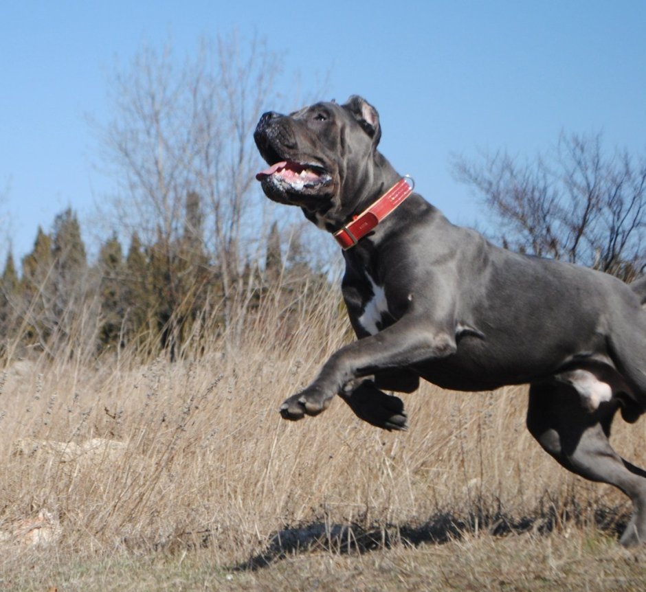 Кане Корсо палевый щенок