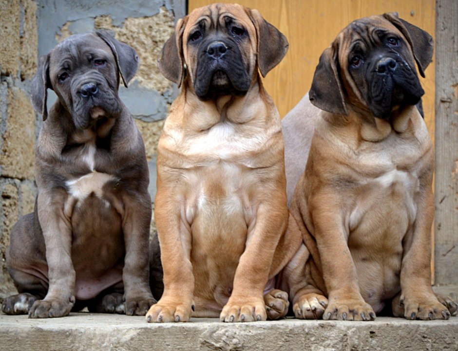 Голубой Кане Корсо дугообразный