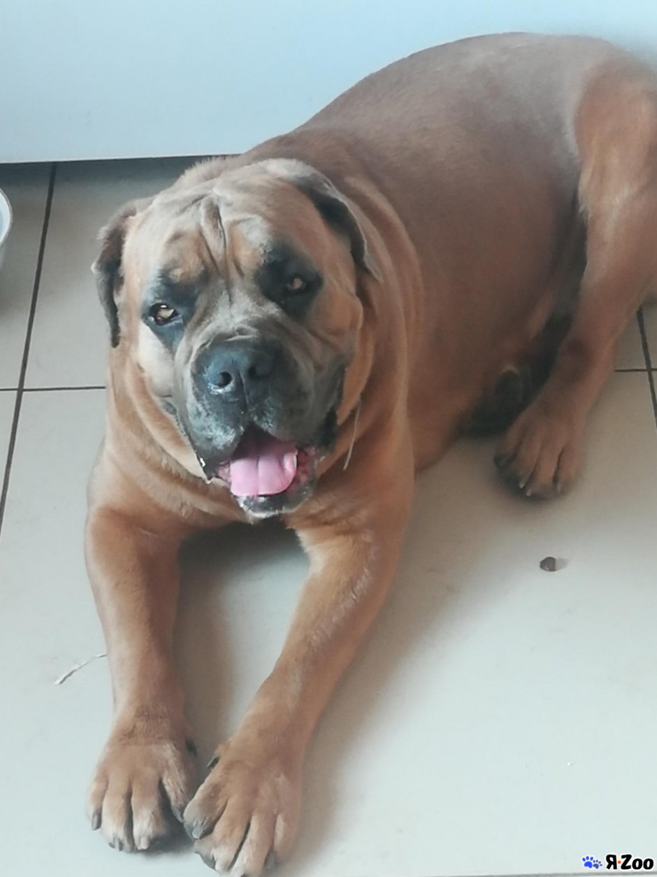 Кане Корсо палевый с черной маской