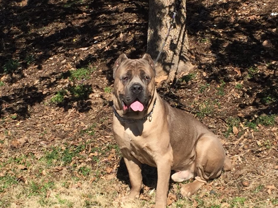 Кане Корсо форментино