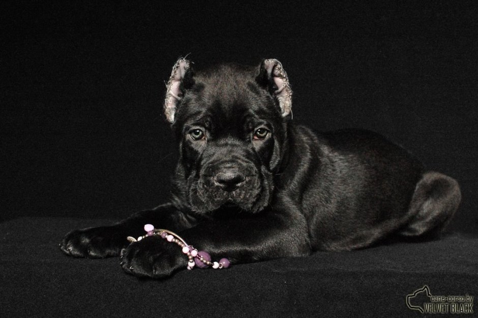 Кане Корсо шоколадный