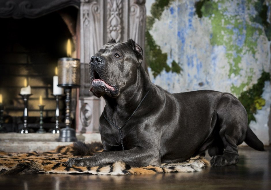 Кане Корсо рыжий