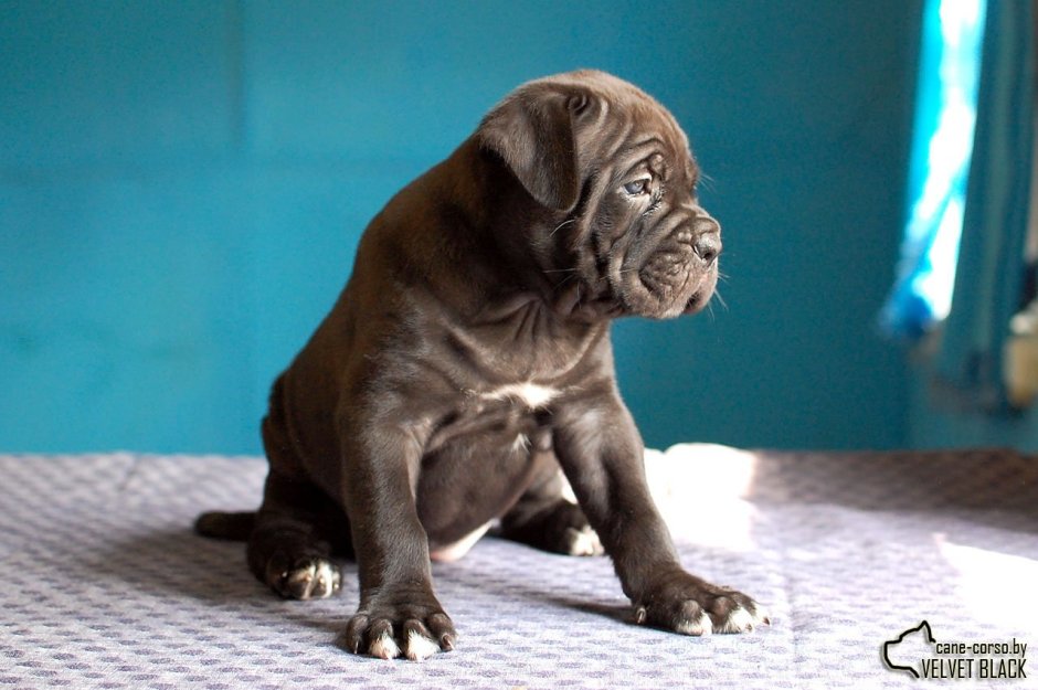 Кане Корсо муругий окрас