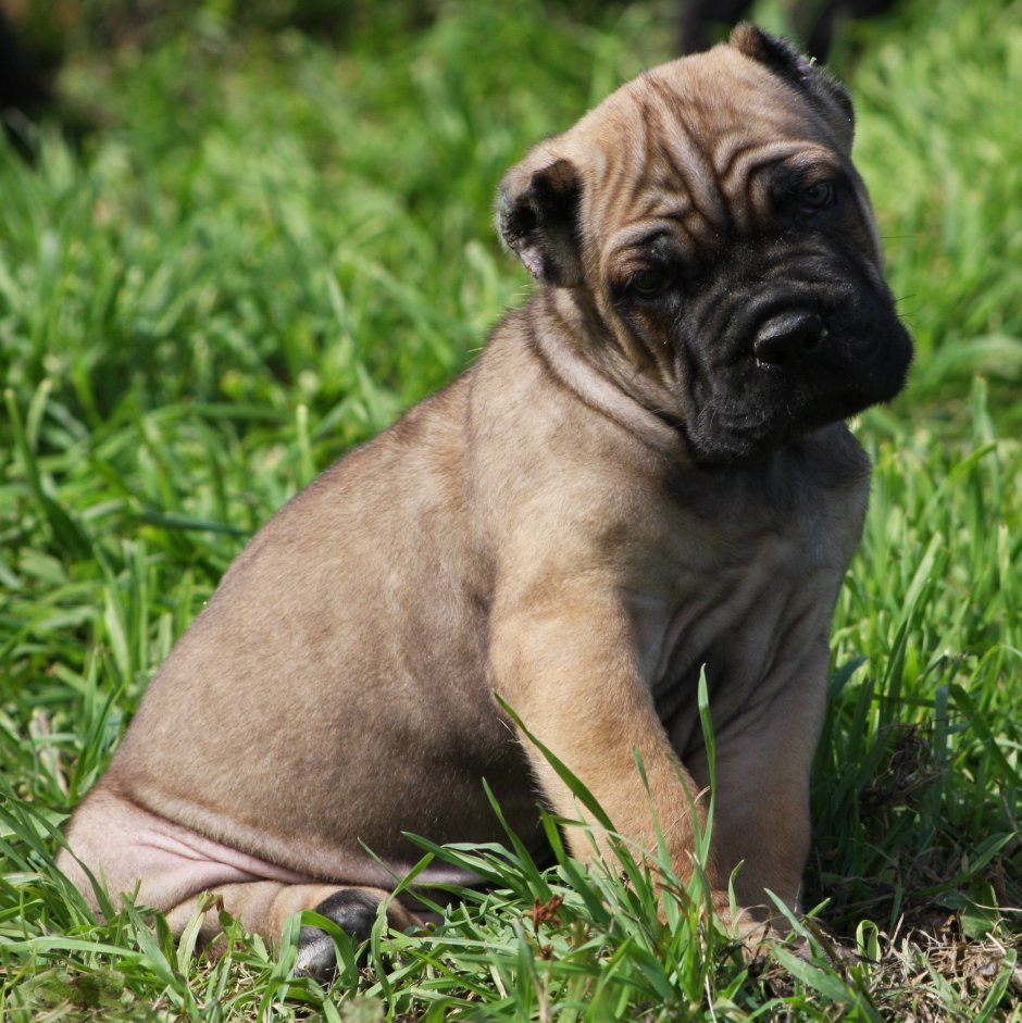 Кане Корсо вязка форментино