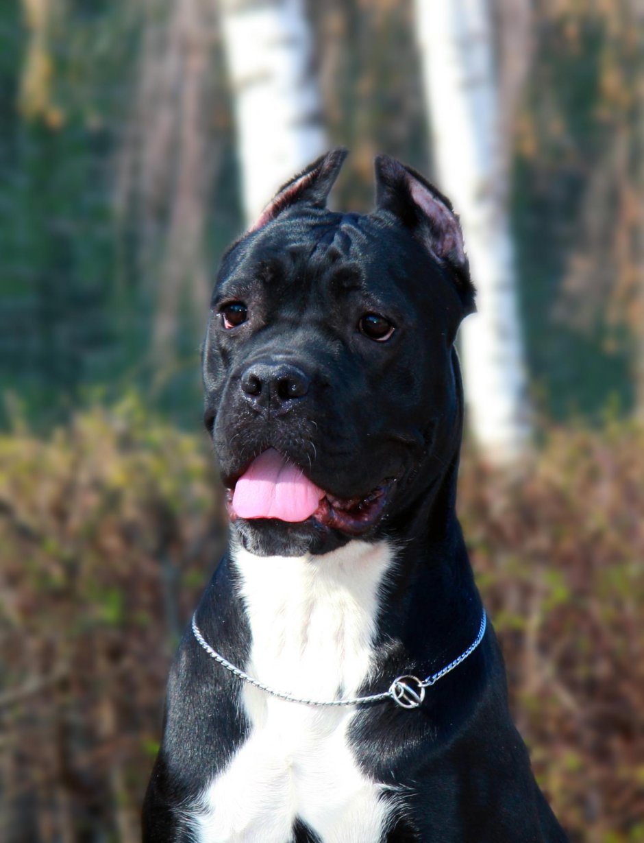 Кане Корсо собака тигровый