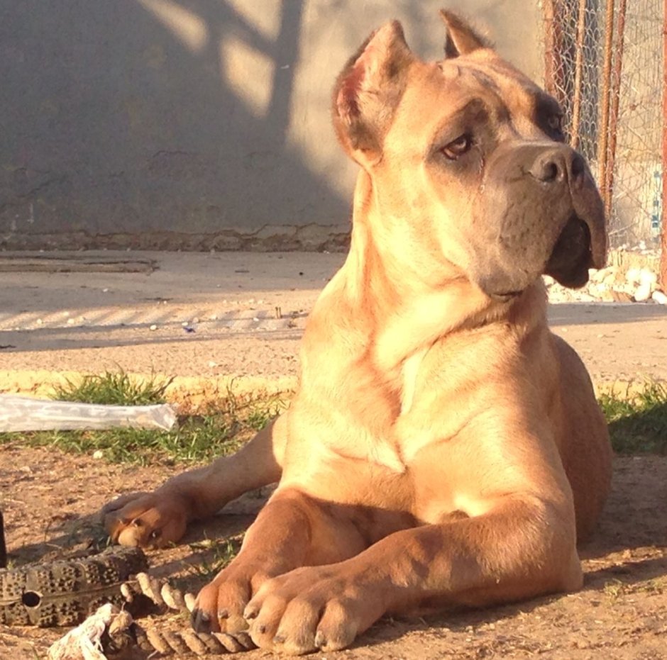 Кане Корсо белый щенок