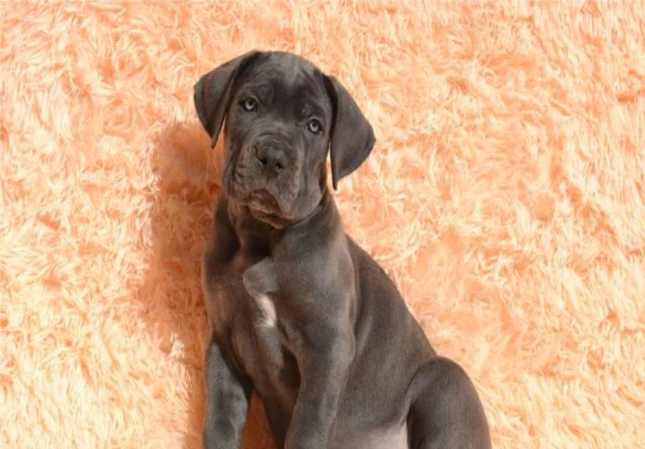 Кане Корсо палевый