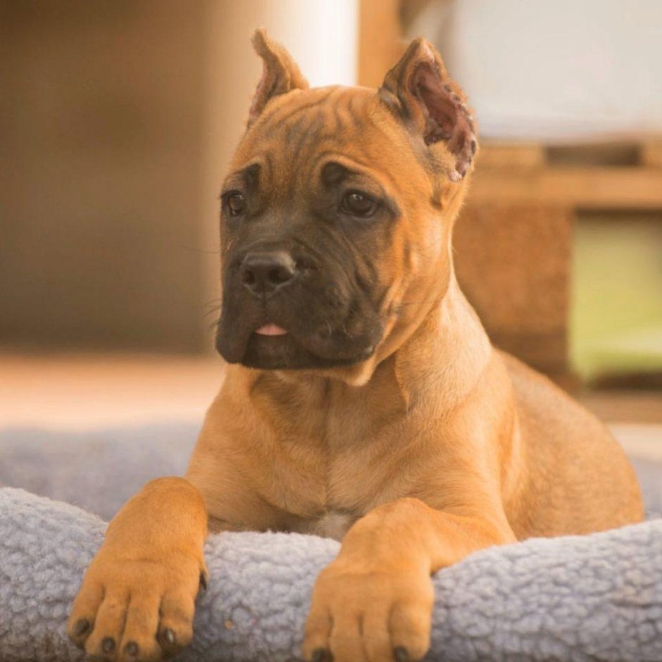 Кане Корсо стандарт породы