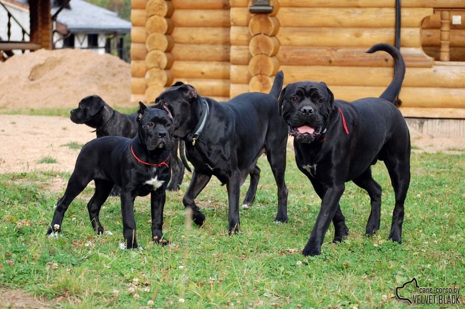 Кане Корсо тигровый