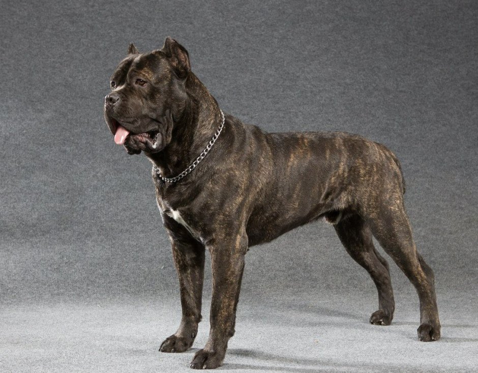 Кане Корсо черный и палевый