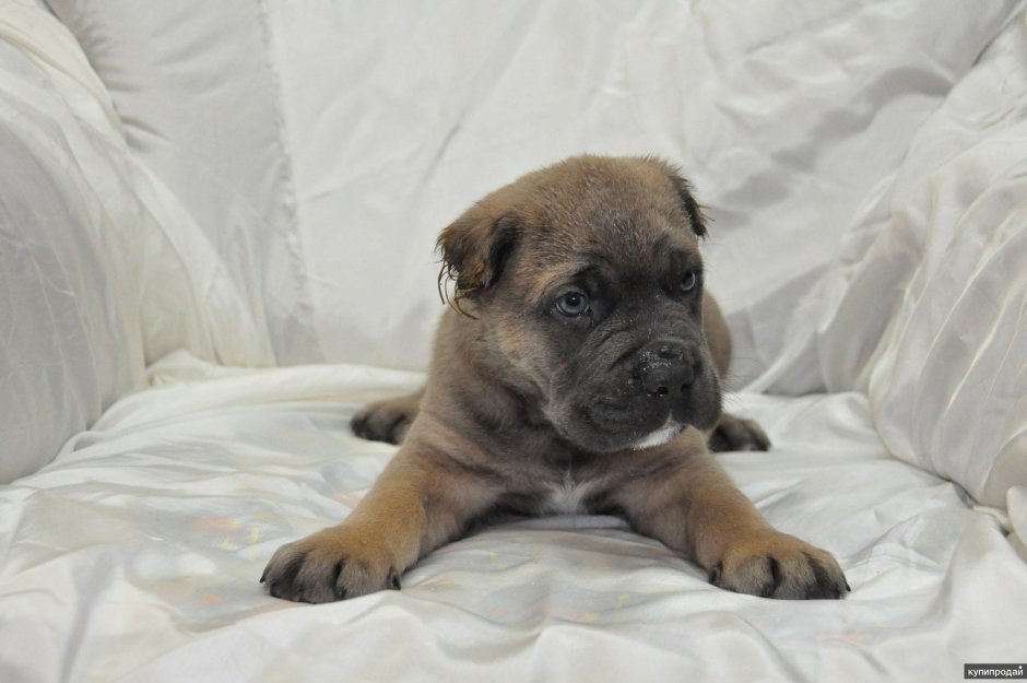 Кане Корсо форментино