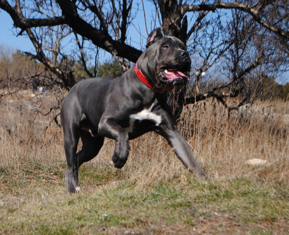 Кане Корсо форментино